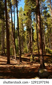 Pine Tree Forest In Breckenridge, CO