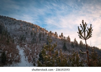 Pine tree forest with pine tree in the foreground (Pinus sylvestris)