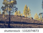 Pine tree forest growing on black volcanic soil.