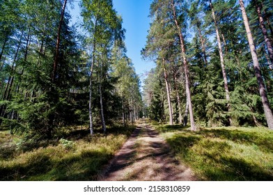pine tree forest , image taken in north germany, north europe - Shutterstock ID 2158310859