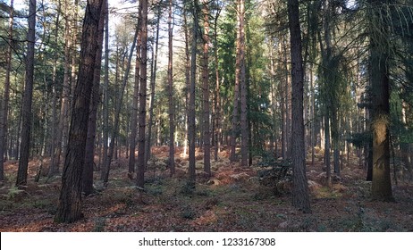 Pine Tree Forest At Kinver Edge