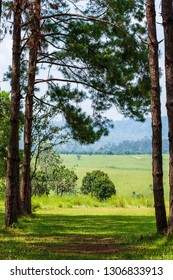 Pine tree forest landscape