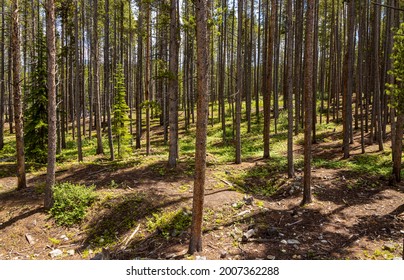 Pine Tree Forest Near Sawmill Reservoir, Breckenridge, Colorado