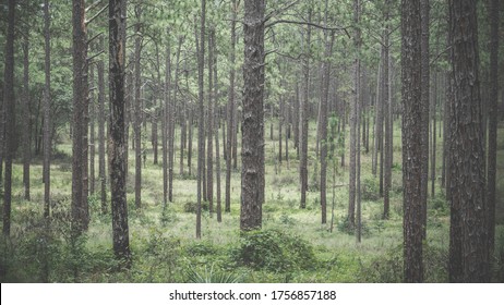 Pine Tree Forest Ocala National Forest