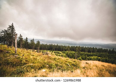 Pine tree forest on a hillside in misty cloudy weather with a large grass area