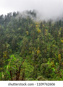 Pine tree forest on mountain in misty day.
