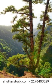 Pine tree in a forest on the mountains in summer. Landscape of trees on a sandy hill under bright sunlight. A wild empty environment on the mountain of La Palma, Canary Islands, Spain in autumn
