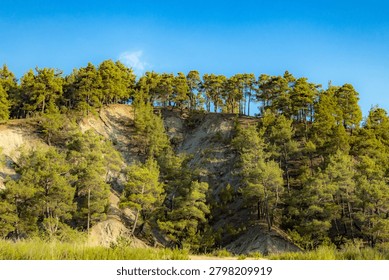 Pine tree forest on steep clay hill slope under clear blue sky in evening light. Conifer woodland on high mountain ridge near roadside countryside, summer travel, Mugla province, Turkey.