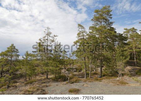 Pine tree forest on the top of a mountain on Aland, Autonomous province of Finland
