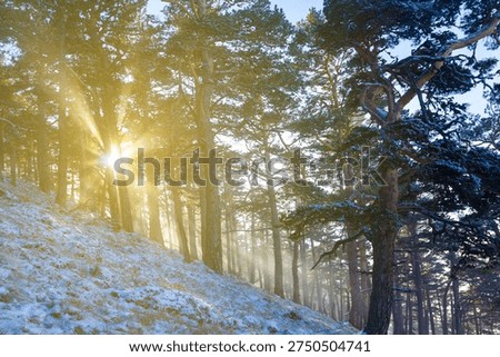 pine tree forest on winter snowbound mount  slope in light of sun