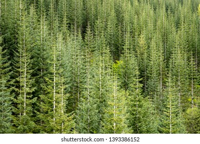 Pine tree forest with short-branched trees creating a pattern