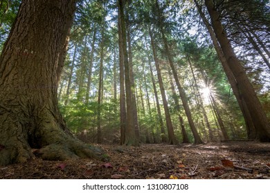 Pine tree forest shot from low perspective with morning sunlight comming thourgh