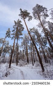 pine tree forest in snow at the bright day, natural seasonal outdoor scene