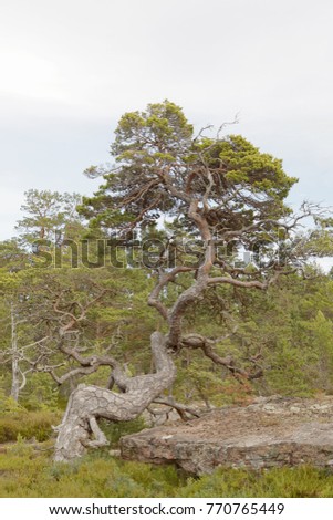 Pine tree forest with very old gnarly trees on Aland, Autonomous province of Finland