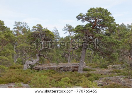 Pine tree forest with very old gnarly trees on Aland, Autonomous province of Finland