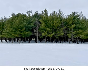 Pine tree forest in the winter