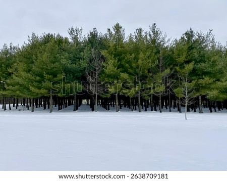 Pine tree forest in the winter