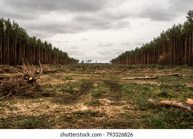 Pine Tree Forestry Exploitation