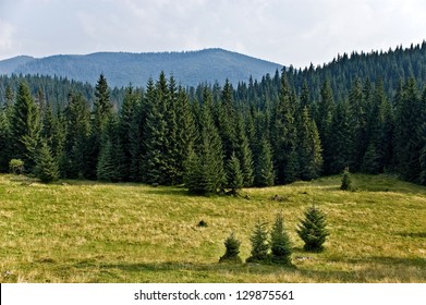 Pine Tree Forrest in the Montains - Powered by Shutterstock