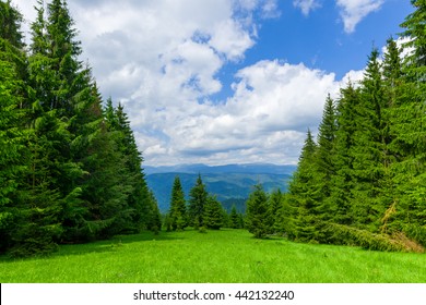 Pine Tree Forrest In The Montains, Romania