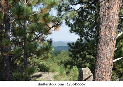 Pine Tree Framed Mountains, South Dakota