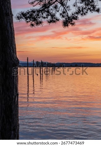 Pine tree frames old wooden posts as leading line to sunset off Everett in Possession Sound Washington State