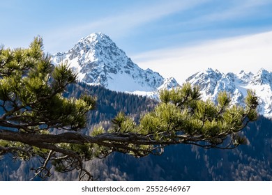 Pine tree framing panoramic view of snow capped mountain peak Jof di Miezegnot in Julian Alps seen from Monte Nebria Cima Est, Friuli Venezia Giulia, Italy. Wanderlust in alpine wilderness in spring