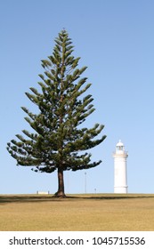 Pine tree in front of a lighthouse.