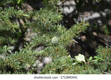 Pine tree with its fruit 