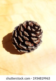 Pine Tree Fruit In Bloom On An Orange Background