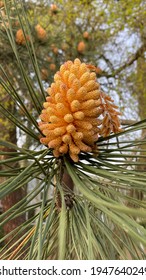 Pine Tree Fruit Growing High Resolution Image