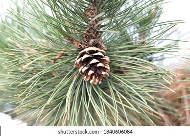 Pine Tree Fruit Isolated. Pine Tree Branch