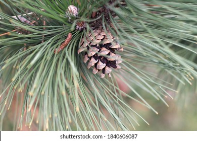 Pine Tree Fruit Isolated. Pine Tree Branch