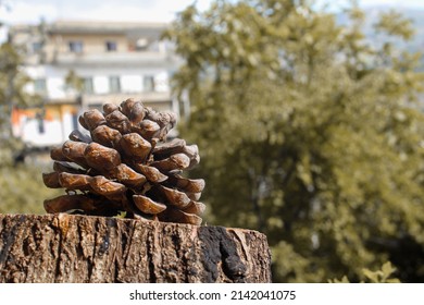 A Pine Tree Fruit On Trunk