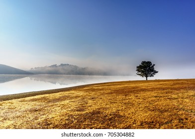 Pine Tree And Grass Near Lake At Da Lat, Vietnam. High, Best Royalty Free Stock Image,  High Resolution