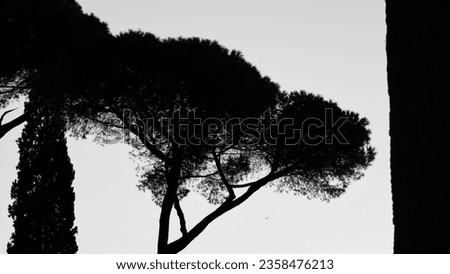 Pine tree group close to sea and beach at sunset