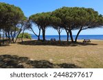 Pine tree grove (pineta) next to San Giovanni beach (Spiaggia di San Giovanni). San Giovanni di Posada in Sardinia island, Italy.