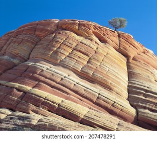Pine Tree Growing in a Cliff