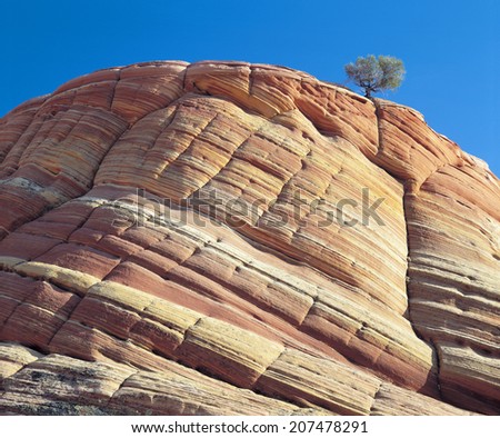 Pine Tree Growing in a Cliff