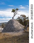 Pine Tree growing out of a formerly geothermal cone in Yellowstone National Park, Wyoming, USA