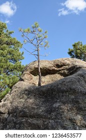 Pine tree growing out of a rock, South Dakota