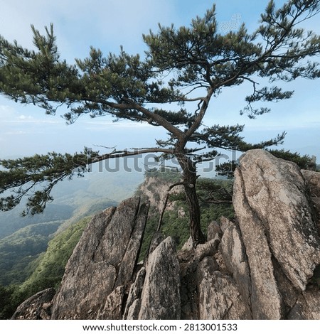 A pine tree growing out of a rock ,​Tenacity of life 