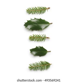 Pine Tree And Holly Berry Leaves Isolated On White Background.