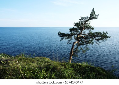 Pine tree inclined by the wind. Toned photo. Lone tree stands near the shore of the Ladoga lake. Island of Valaam, Republic of Karelia, Russia.