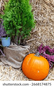 The pine tree is inside a burlap sack, and the pumpkin sits in front of a haybale. Next to the pumpkin are some purple flowers, and behind the haybale is a white wall.
