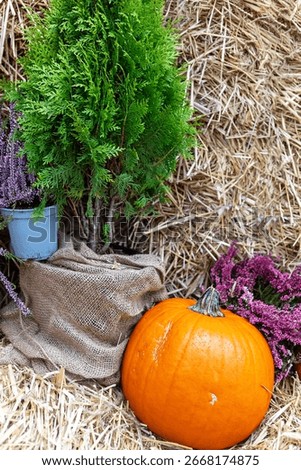 The pine tree is inside a burlap sack, and the pumpkin sits in front of a haybale. Next to the pumpkin are some purple flowers, and behind the haybale is a white wall.