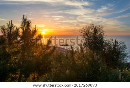 Pine tree, an island between two pine trees in Mediterranean Sea, Pine is a genus of trees of coniferous family. It is one of most important types of wood as it is important for many industries such.