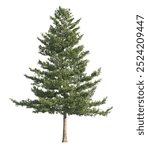 pine tree isolated on white background. single Conifer tree isolated on white background. Fir tree isolated on white background. Spruce tree isolated on white background. side view of pine trees.