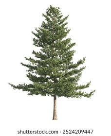 pine tree isolated on white background. single Conifer tree isolated on white background. Fir tree isolated on white background. Spruce tree isolated on white background. side view of pine trees.