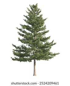 pine tree isolated on white background. single Conifer tree isolated on white background. Fir tree isolated on white background. Spruce tree isolated on white background. side view of pine trees.
